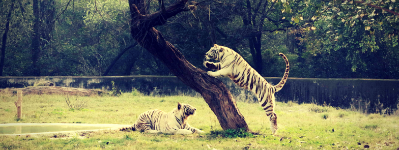 Chitwan National Park - Tigre Bengale